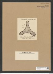Triceratium imperator Tr. et Witt. (de-Toni-Nr.: Genus 140, Species 3944) Zeichnungen Sammlung Grunow Nr. 7426 (NHMW-BOT-W0376508)